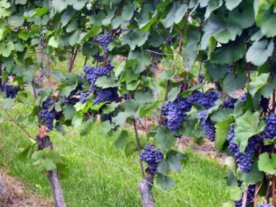 Die Trauben fr unseren Blauen Zweigelt